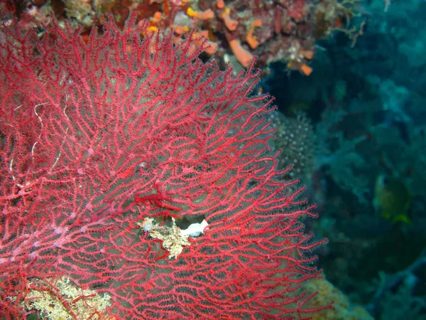 Gorgone coral — Zdjęcie stockowe