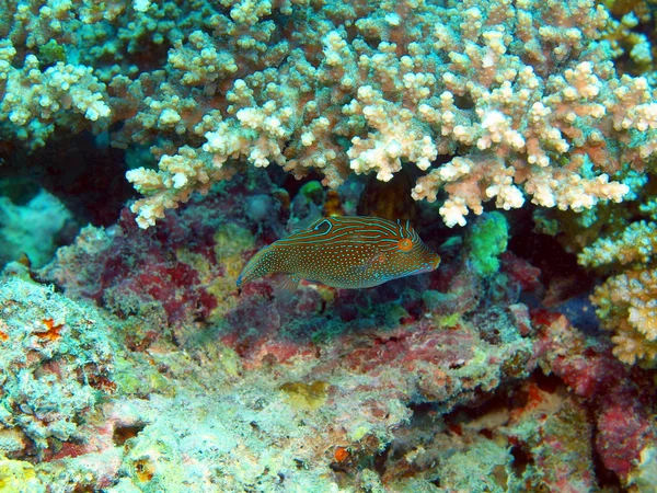 Boxfish — Stok fotoğraf