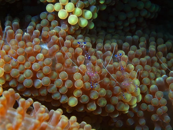 Piccoli gamberetti su un anemone — Foto Stock