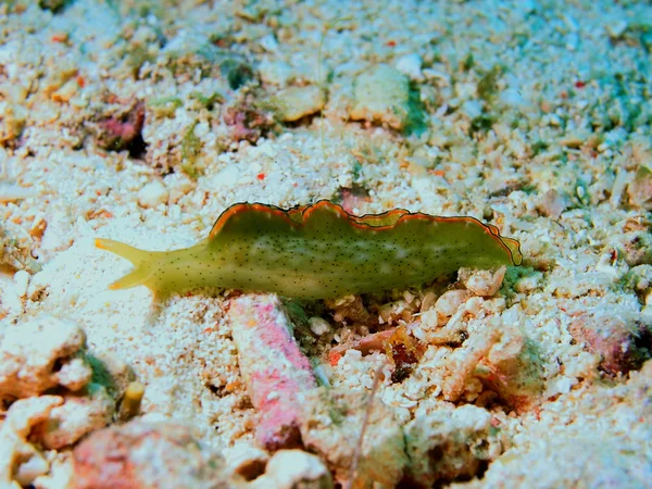 민달팽이 — 스톡 사진