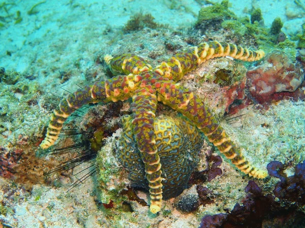 Estrella de mar —  Fotos de Stock