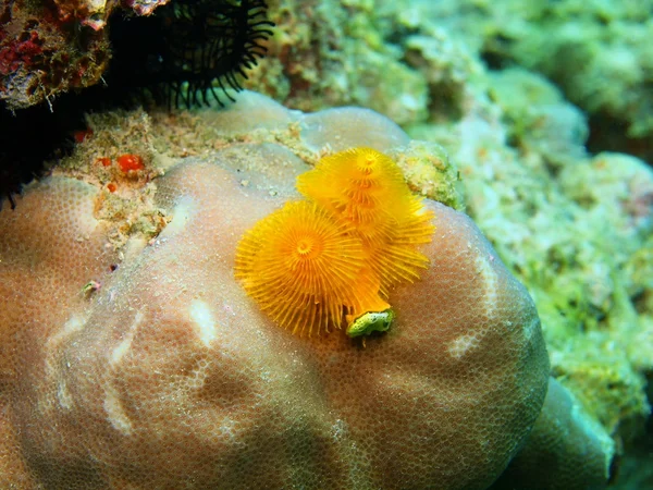 Gills of sea worm — Stock Photo, Image