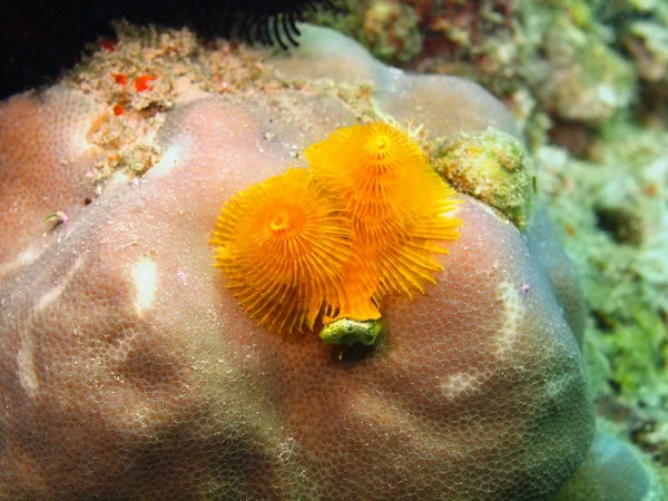 바다의 아가미 벌레 — 스톡 사진