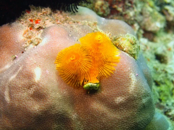 Gills of sea worm — Stock Photo, Image