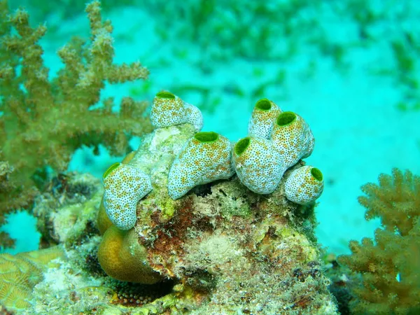 Sea squirt — Stock Photo, Image