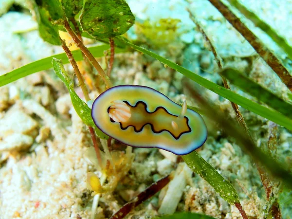 Sea slug — Stock Photo, Image