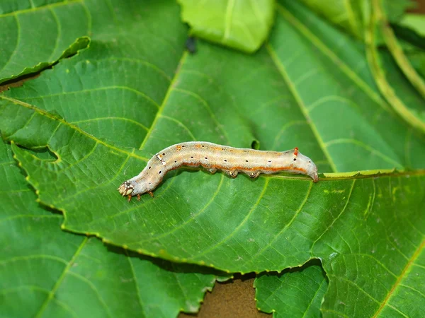 Caterpillar of the tropical butterfly — Stock Photo, Image