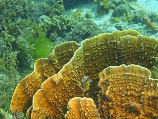 Sten coral — Stockfoto