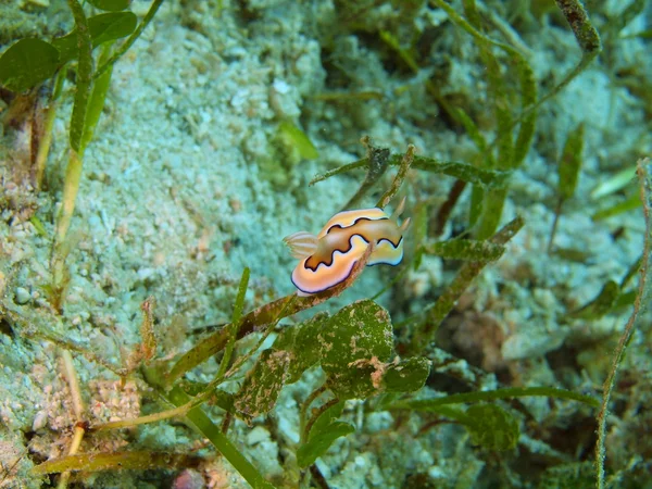 Lumaca di mare — Foto Stock