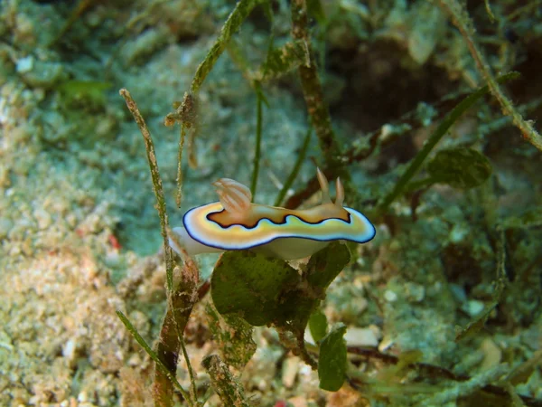 Siput laut — Stok Foto