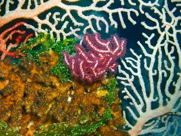 Gorgone 산호 — 스톡 사진