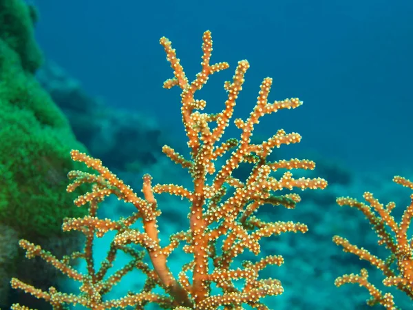Kő korall — Stock Fotó