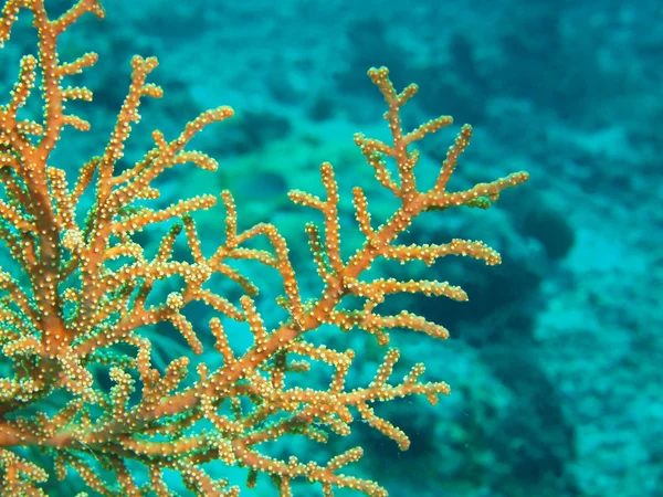 Stone coral — Stock Photo, Image