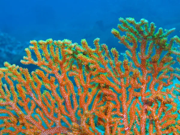 Горгонский коралл — стоковое фото