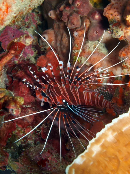 Scorpionfish — Zdjęcie stockowe