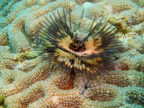 Gills of sea worm — Stock Photo, Image