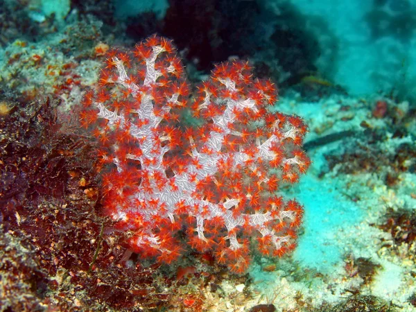 Coral blando — Foto de Stock