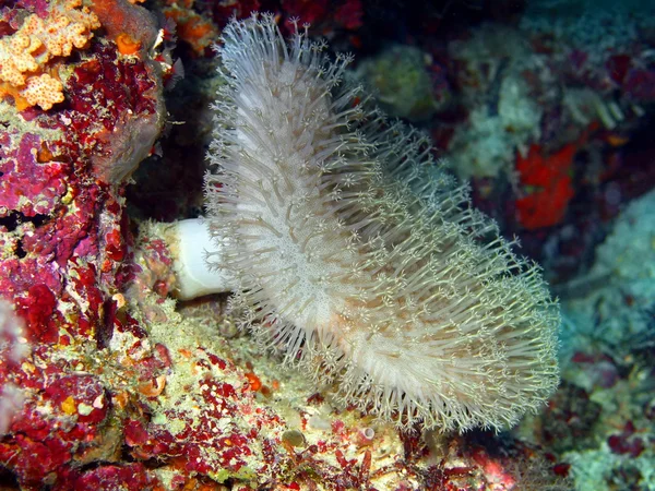 Coral mole — Fotografia de Stock