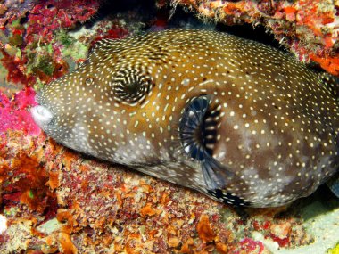 Boxfish