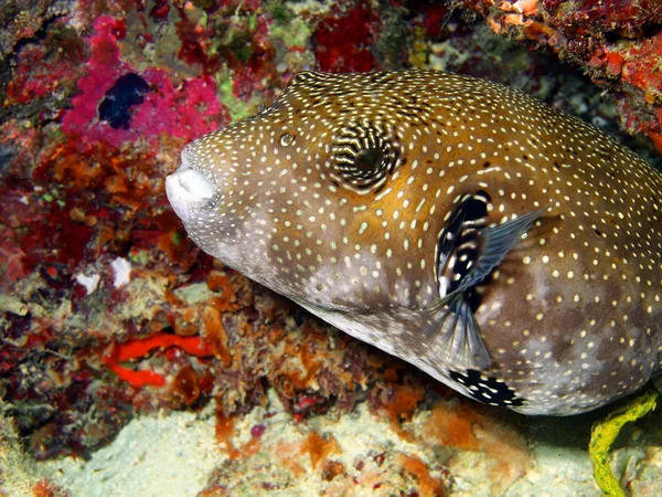 Boxfish — 스톡 사진