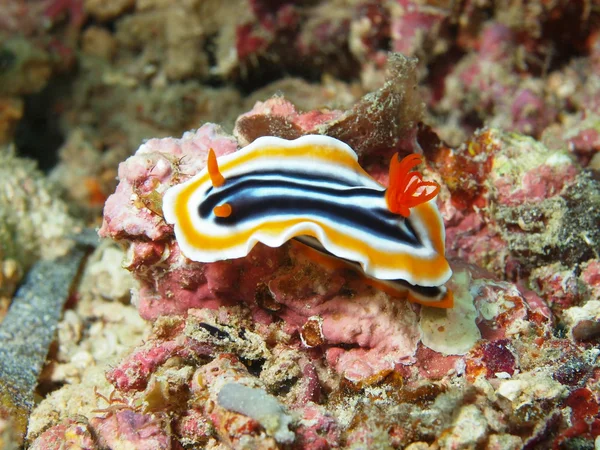 Sea slug — Stock Photo, Image