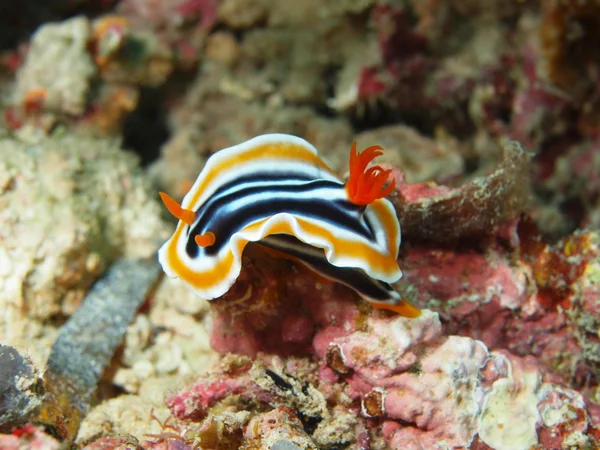 Sea slug — Stock Photo, Image