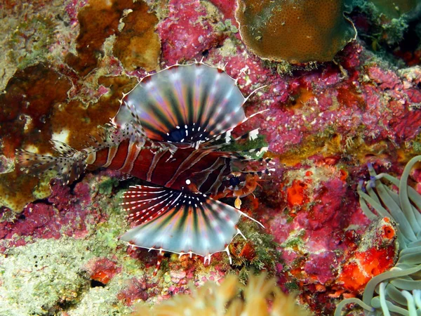 Scorpionfish — Stock Photo, Image