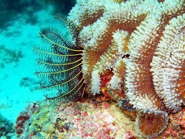 Coral mole — Fotografia de Stock