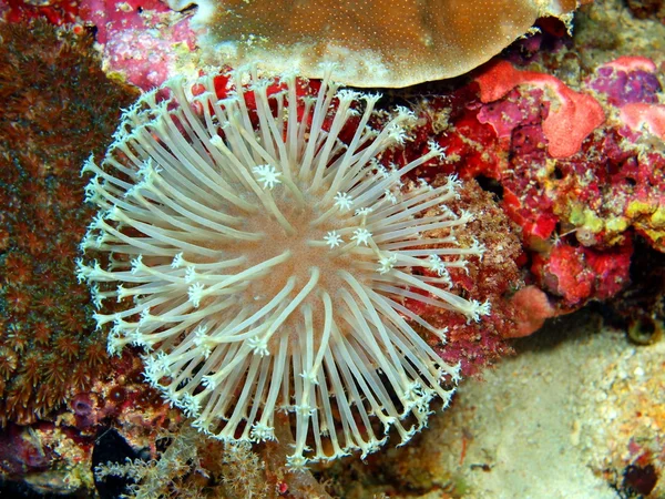 Coral mole — Fotografia de Stock