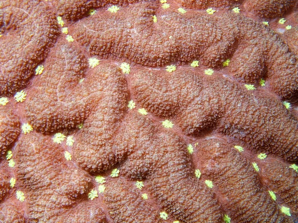 Piedra coral — Foto de Stock