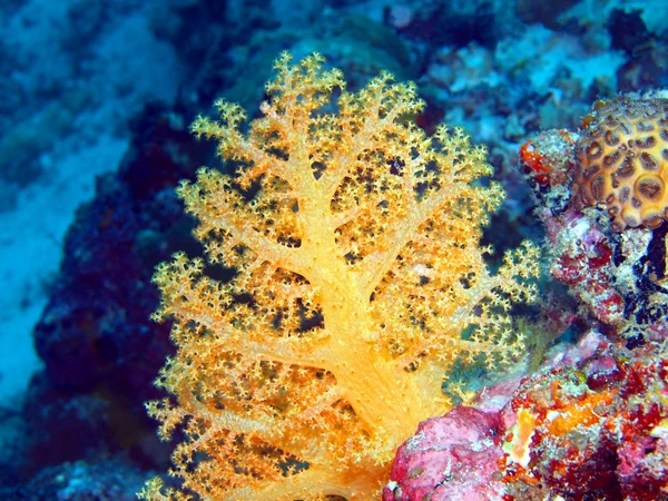 Soft coral — Stock Photo, Image