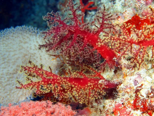 Soft coral — Stock Photo, Image