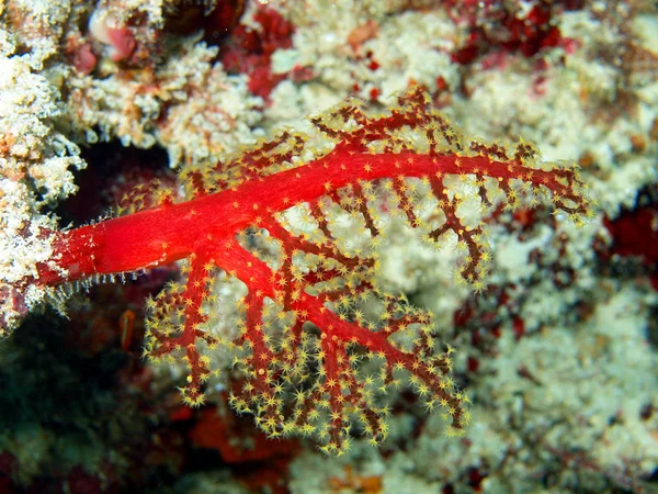 Coral blando — Foto de Stock