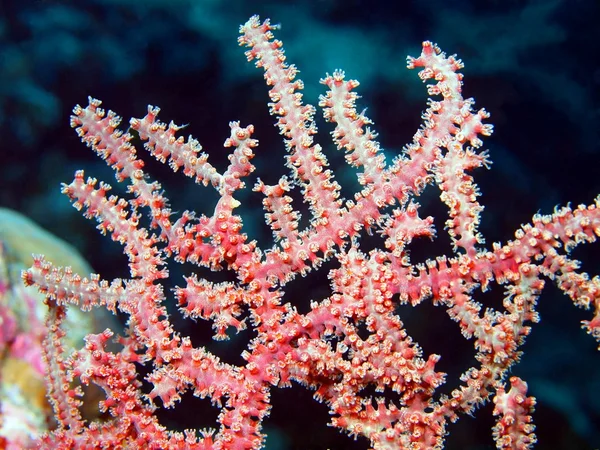 Corallo di gorgone — Foto Stock