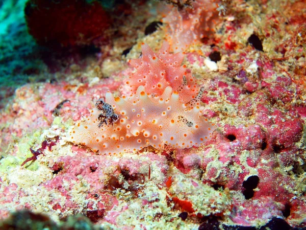 Sea slug — Stock Photo, Image