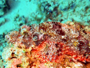 Scorpionfish