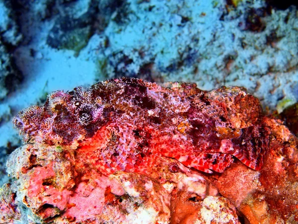 Scorpionfish — Stok fotoğraf