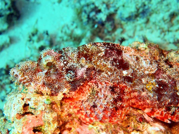 Scorpionfish — Stok Foto