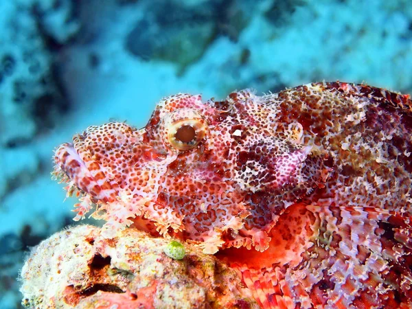 Scorpionfish — Stok fotoğraf