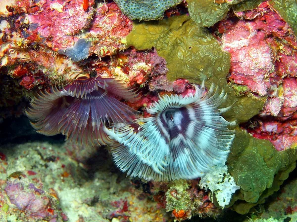 Gills of sea worm — Stock Photo, Image