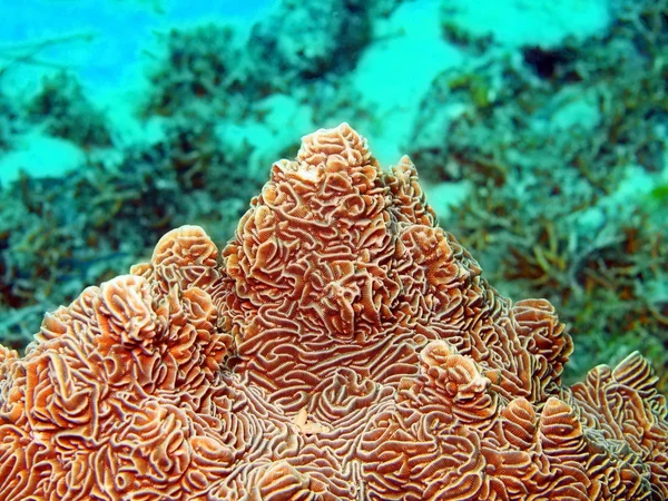 Stone coral — Stock Photo, Image