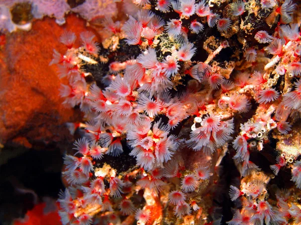 Жабры морского червя — стоковое фото