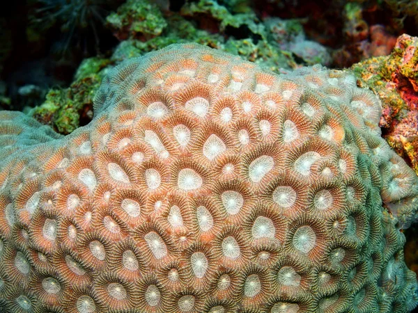 돌 산호 — 스톡 사진