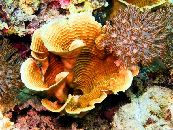 石珊瑚 — ストック写真