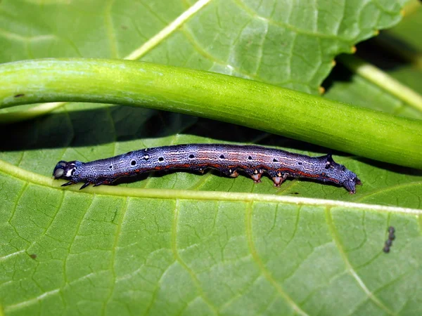 Caterpillar of the tropical butterfly — Stock Photo, Image