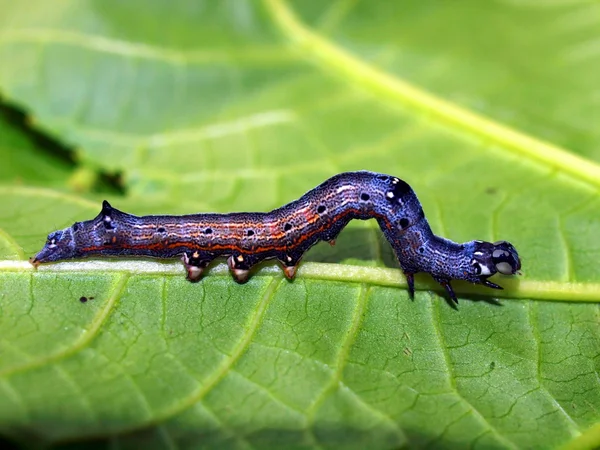 Caterpillar of the tropical butterfly — Stock Photo, Image