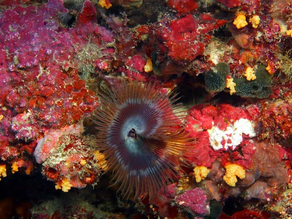 海のワームのえら — ストック写真