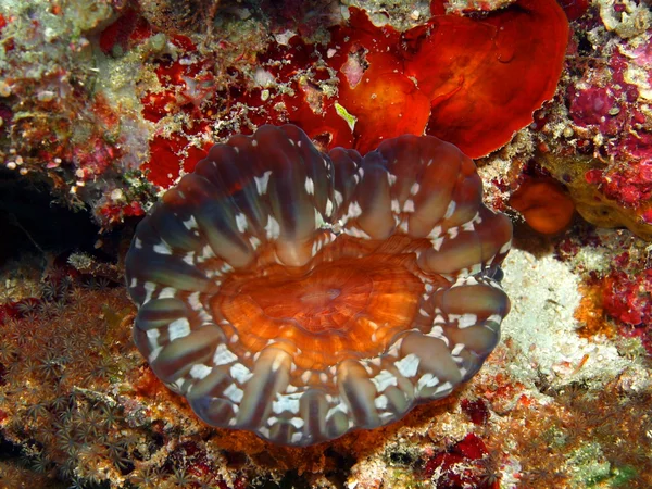 Coral de pedra — Fotografia de Stock