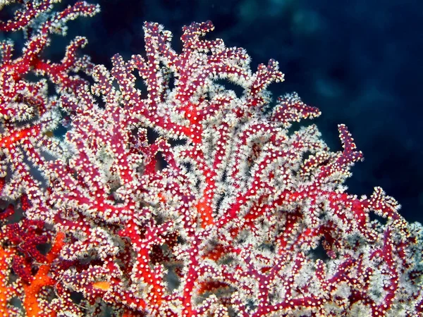 Gorgone coral — Stock Photo, Image