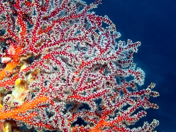 Coral de Gorgo — Fotografia de Stock